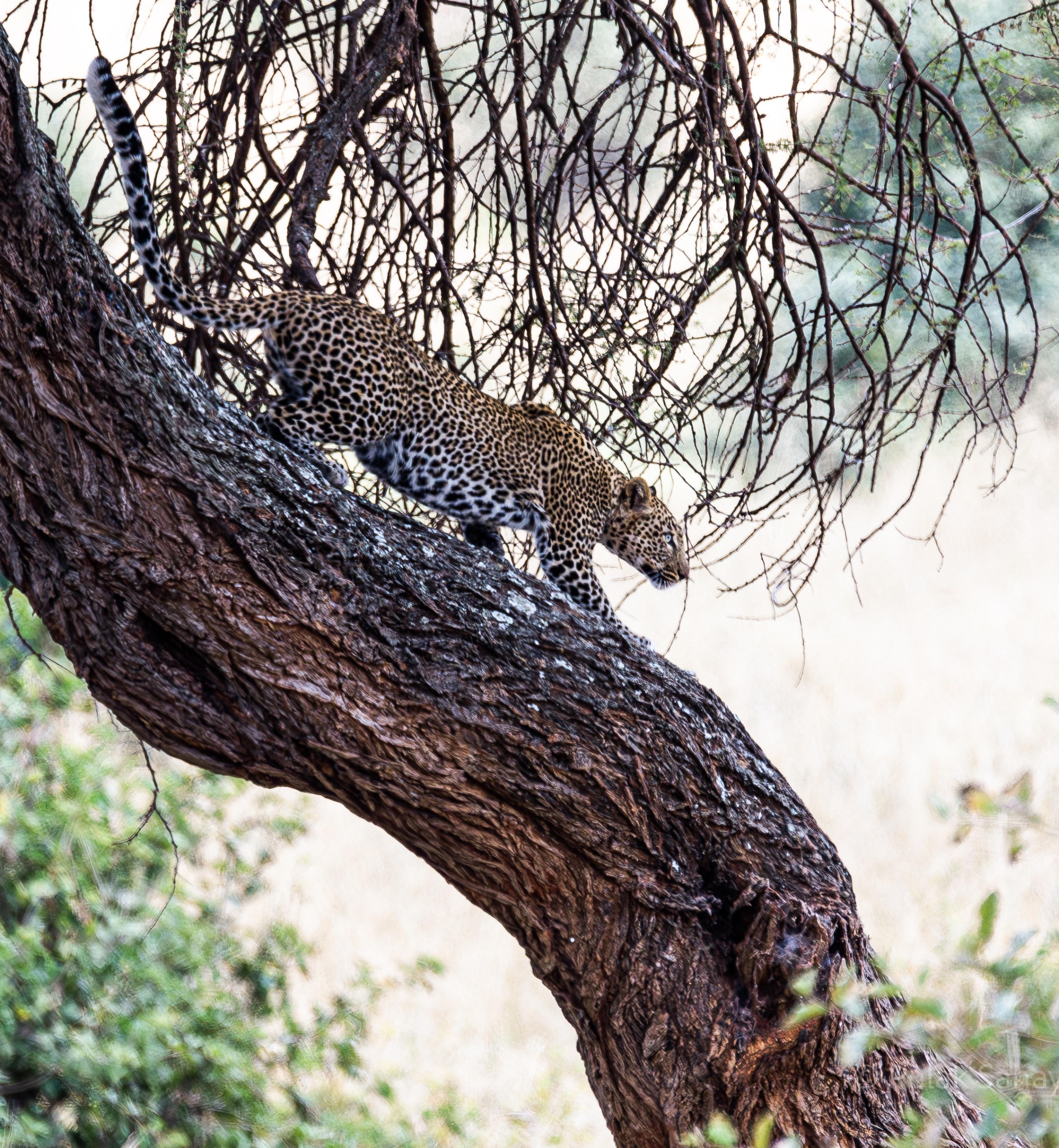Leopard climbing down tree